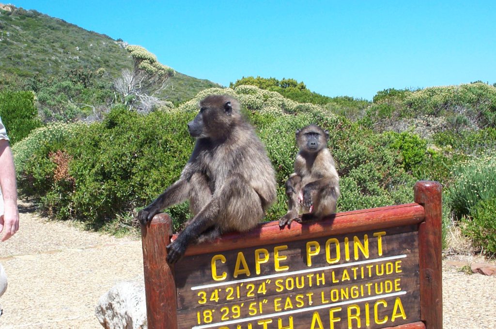 Baboons at Cape-Point Nature Reserve