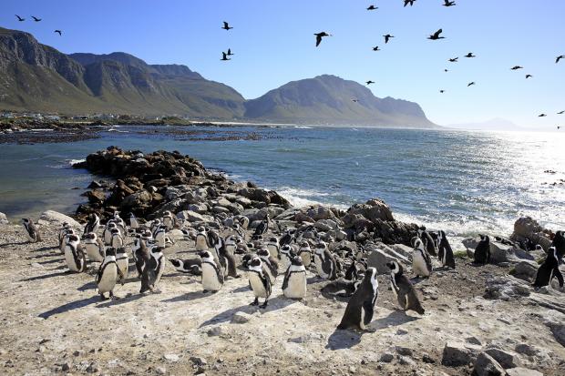 HERMANUS WHALE TOUR