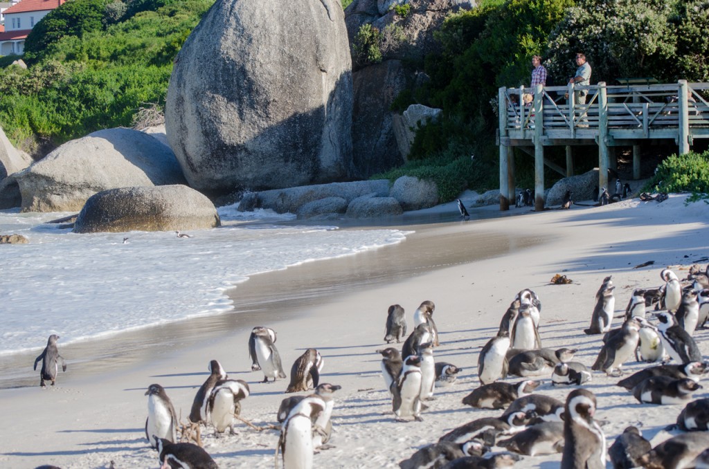 Penguins at boulders beach on Cape Point Tour