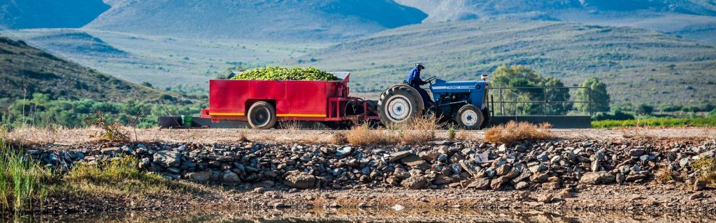 THE ICONIC SWEET WINES OF CONSTANTIA