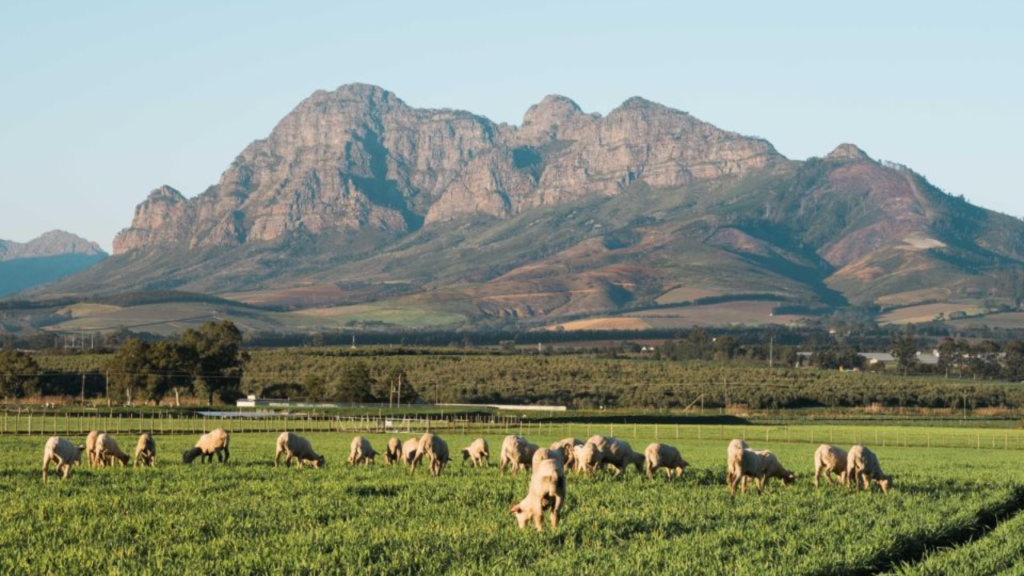 Stellenbosch: Half Day Wine Tour in Cape Town